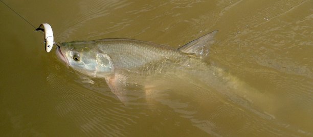 Shrap-Drakers.pl | Shrap Drakers Fishing | Wędkarstwo 