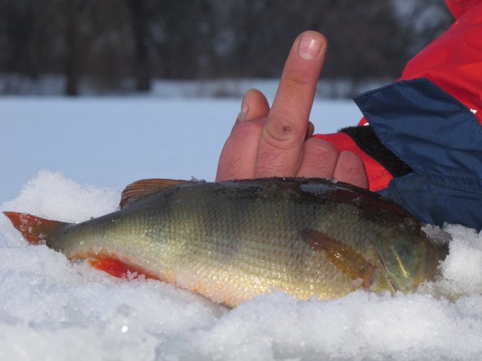 Shrap-Drakers.pl | Shrap Drakers Fishing | Wędkarstwo 