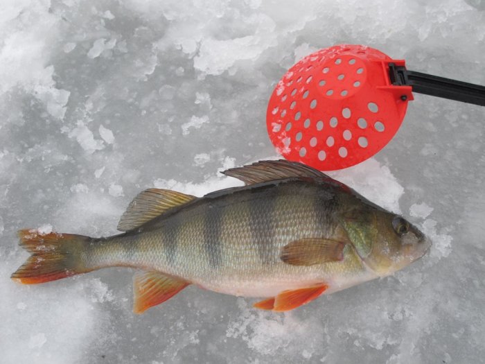 Shrap-Drakers.pl | Shrap Drakers Fishing | Wędkarstwo 