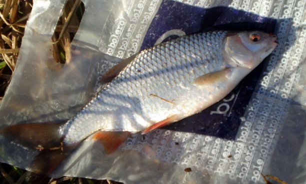 Shrap-Drakers.pl | Shrap Drakers Fishing | Wędkarstwo 