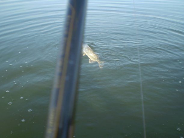 Shrap-Drakers.pl | Shrap Drakers Fishing | Wędkarstwo 