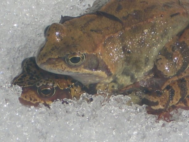 Shrap-Drakers.pl | Shrap Drakers Fishing | Wędkarstwo 