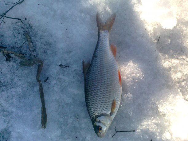 Shrap-Drakers.pl | Shrap Drakers Fishing | Wędkarstwo 