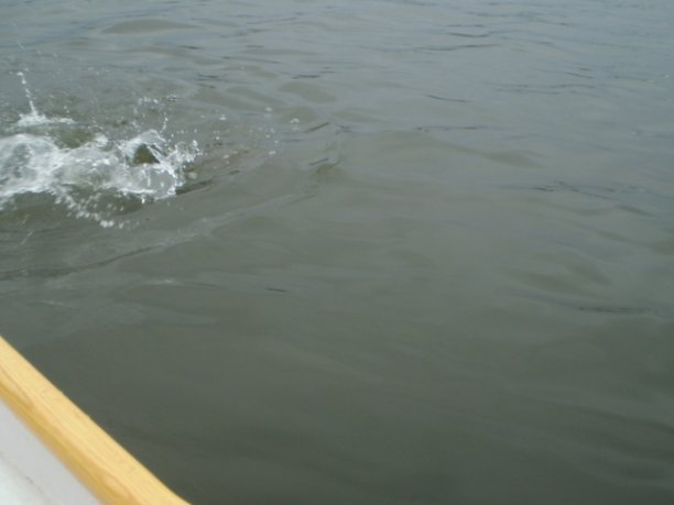 Shrap-Drakers.pl | Shrap Drakers Fishing | Wędkarstwo 