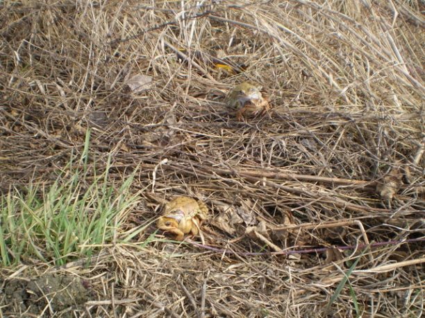 Shrap-Drakers.pl | Shrap Drakers Fishing | Wędkarstwo 