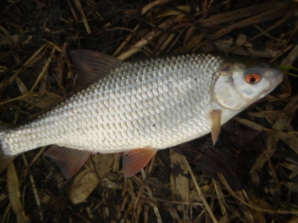 Shrap-Drakers.pl | Shrap Drakers Fishing | Wędkarstwo 