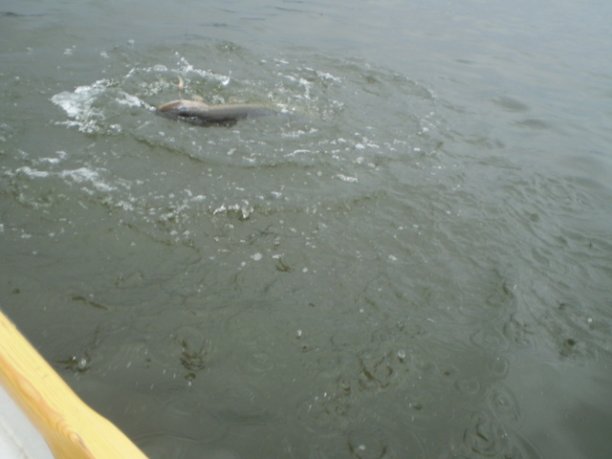 Shrap-Drakers.pl | Shrap Drakers Fishing | Wędkarstwo 