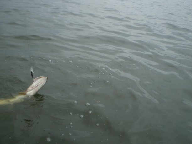 Shrap-Drakers.pl | Shrap Drakers Fishing | Wędkarstwo 