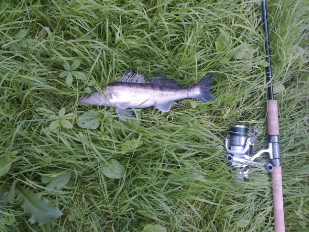 Shrap-Drakers.pl | Shrap Drakers Fishing | Wędkarstwo 