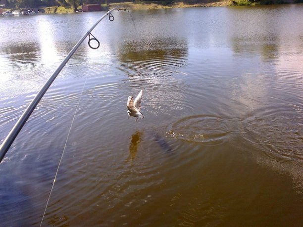 Shrap-Drakers.pl | Shrap Drakers Fishing | Wędkarstwo 