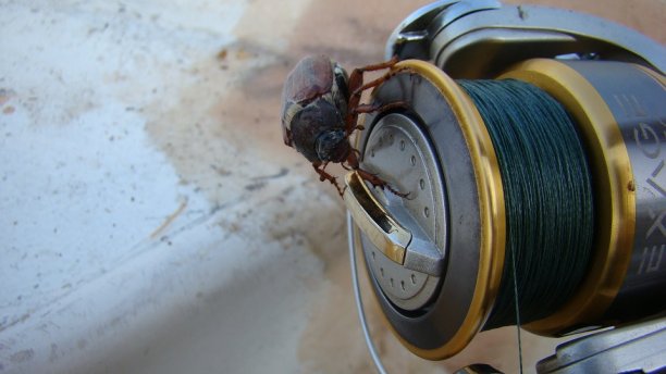 Shrap-Drakers.pl | Shrap Drakers Fishing | Wędkarstwo 