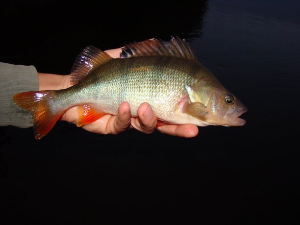 Shrap-Drakers.pl | Shrap Drakers Fishing | Wędkarstwo 