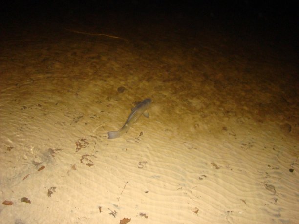 Shrap-Drakers.pl | Shrap Drakers Fishing | Wędkarstwo 