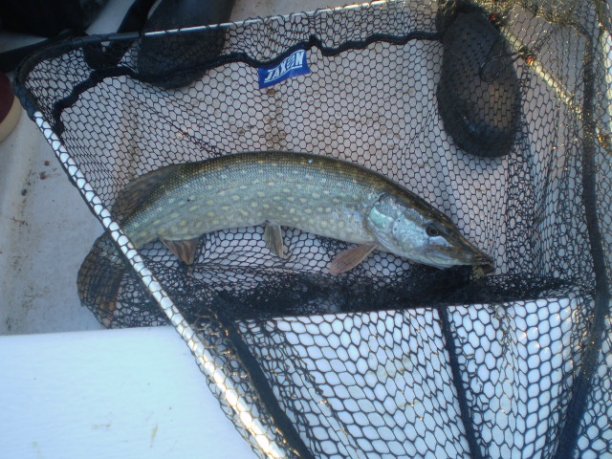 Shrap-Drakers.pl | Shrap Drakers Fishing | Wędkarstwo 