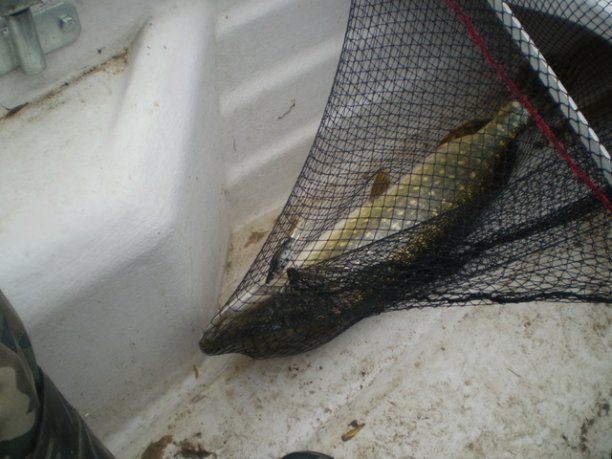 Shrap-Drakers.pl | Shrap Drakers Fishing | Wędkarstwo 