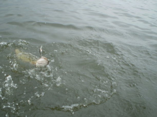 Shrap-Drakers.pl | Shrap Drakers Fishing | Wędkarstwo 