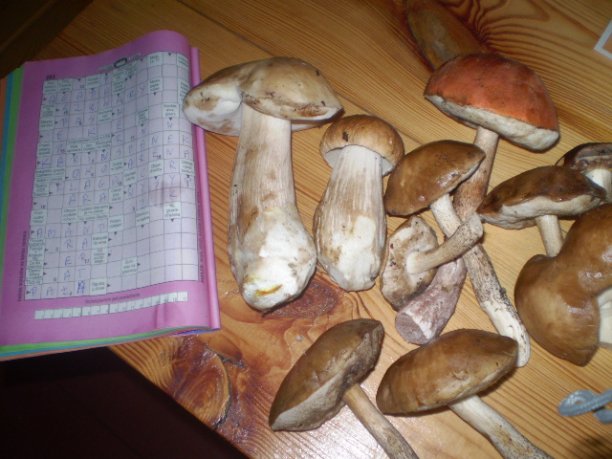 Shrap-Drakers.pl | Shrap Drakers Fishing | Wędkarstwo 