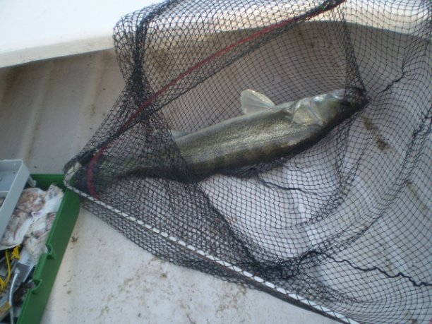 Shrap-Drakers.pl | Shrap Drakers Fishing | Wędkarstwo 