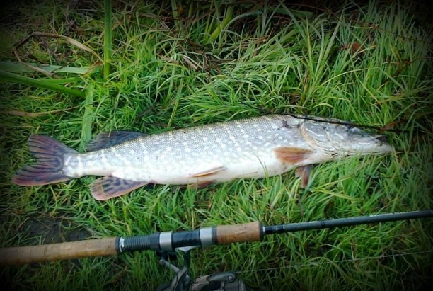 Shrap-Drakers.pl | Shrap Drakers Fishing | Wędkarstwo 