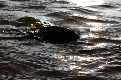 Shrap-Drakers.pl | Shrap Drakers Fishing | Wędkarstwo 