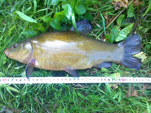 Shrap-Drakers.pl | Shrap Drakers Fishing | Wędkarstwo 