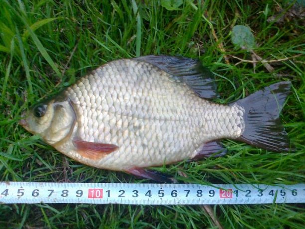 Shrap-Drakers.pl | Shrap Drakers Fishing | Wędkarstwo 