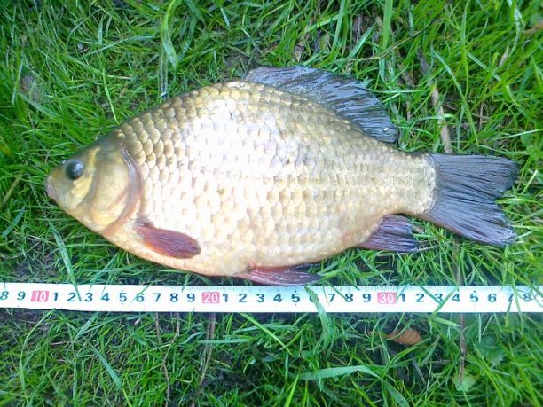 Shrap-Drakers.pl | Shrap Drakers Fishing | Wędkarstwo 