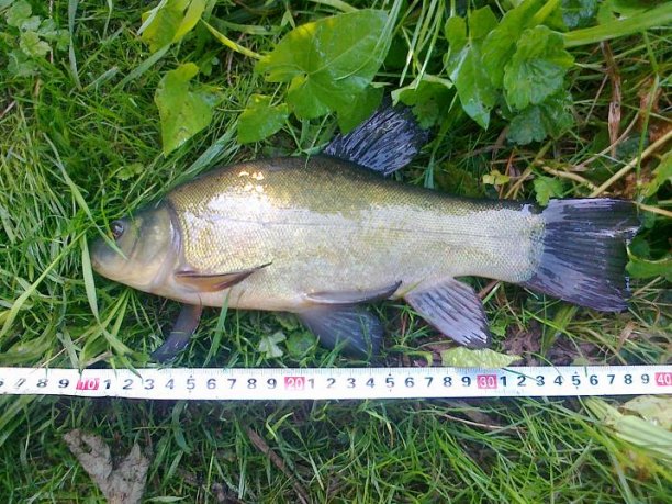 Shrap-Drakers.pl | Shrap Drakers Fishing | Wędkarstwo 