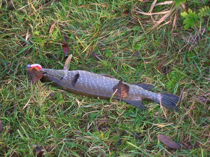 Shrap-Drakers.pl | Shrap Drakers Fishing | Wędkarstwo 