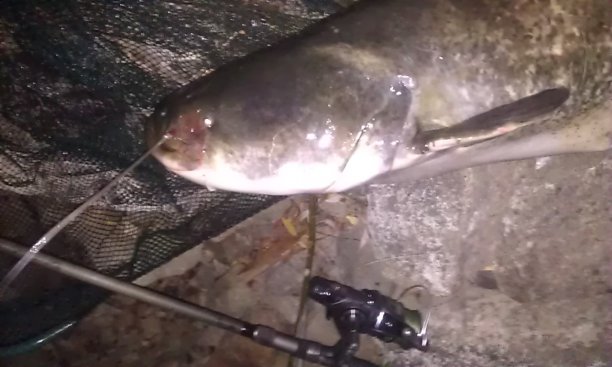 Shrap-Drakers.pl | Shrap Drakers Fishing | Wędkarstwo 