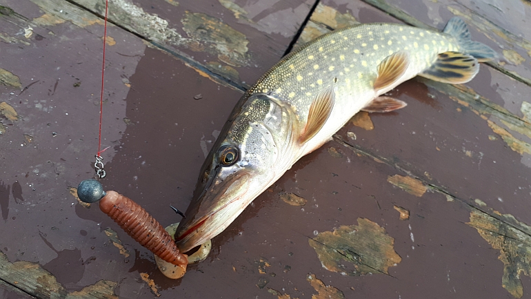 Shrap-Drakers.pl | Shrap Drakers Fishing | Wędkarstwo 