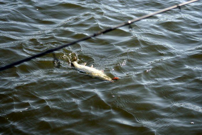 Shrap-Drakers.pl | Shrap Drakers Fishing | Wędkarstwo 