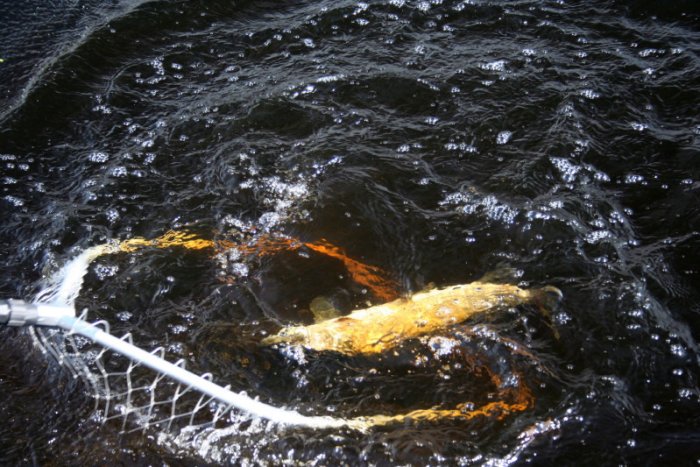 Shrap-Drakers.pl | Shrap Drakers Fishing | Wędkarstwo 