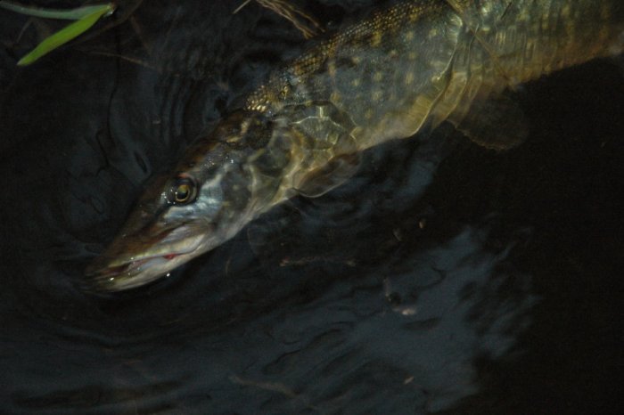 Shrap-Drakers.pl | Shrap Drakers Fishing | Wędkarstwo 