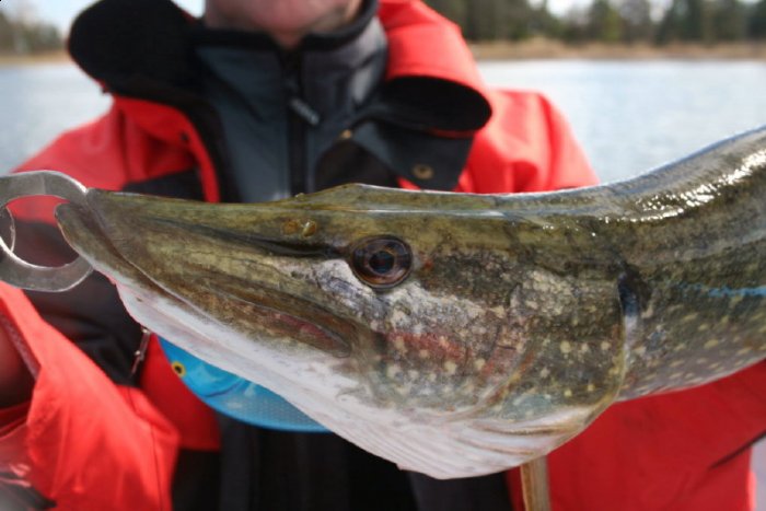 Shrap-Drakers.pl | Shrap Drakers Fishing | Wędkarstwo 