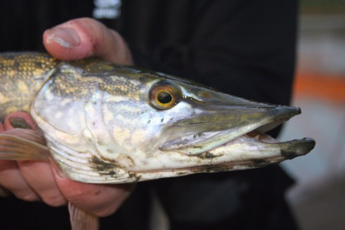 Shrap-Drakers.pl | Shrap Drakers Fishing | Wędkarstwo 