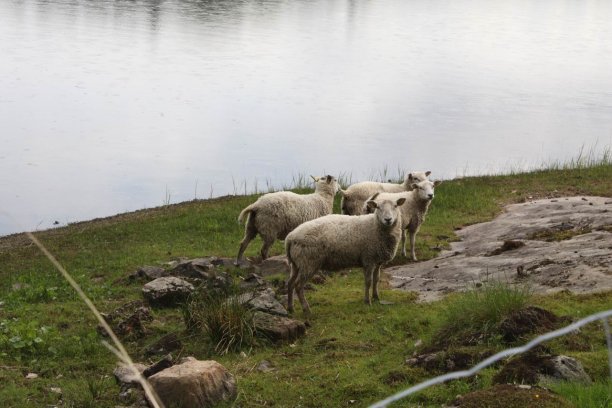 Shrap-Drakers.pl | Shrap Drakers Fishing | Wędkarstwo 