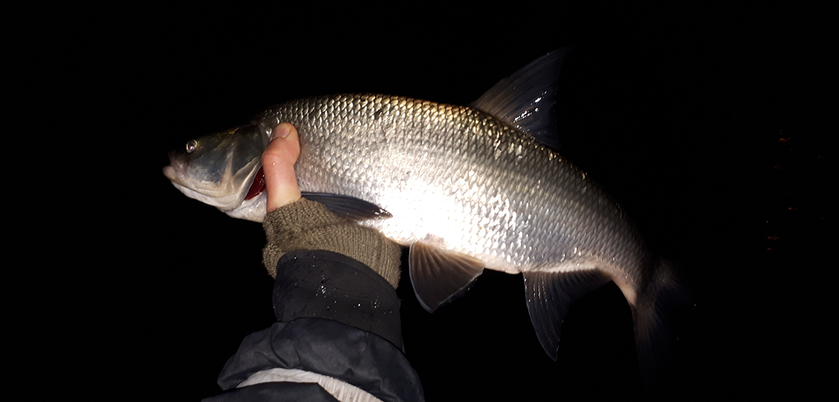 Shrap-Drakers.pl | Shrap Drakers Fishing | Wędkarstwo 