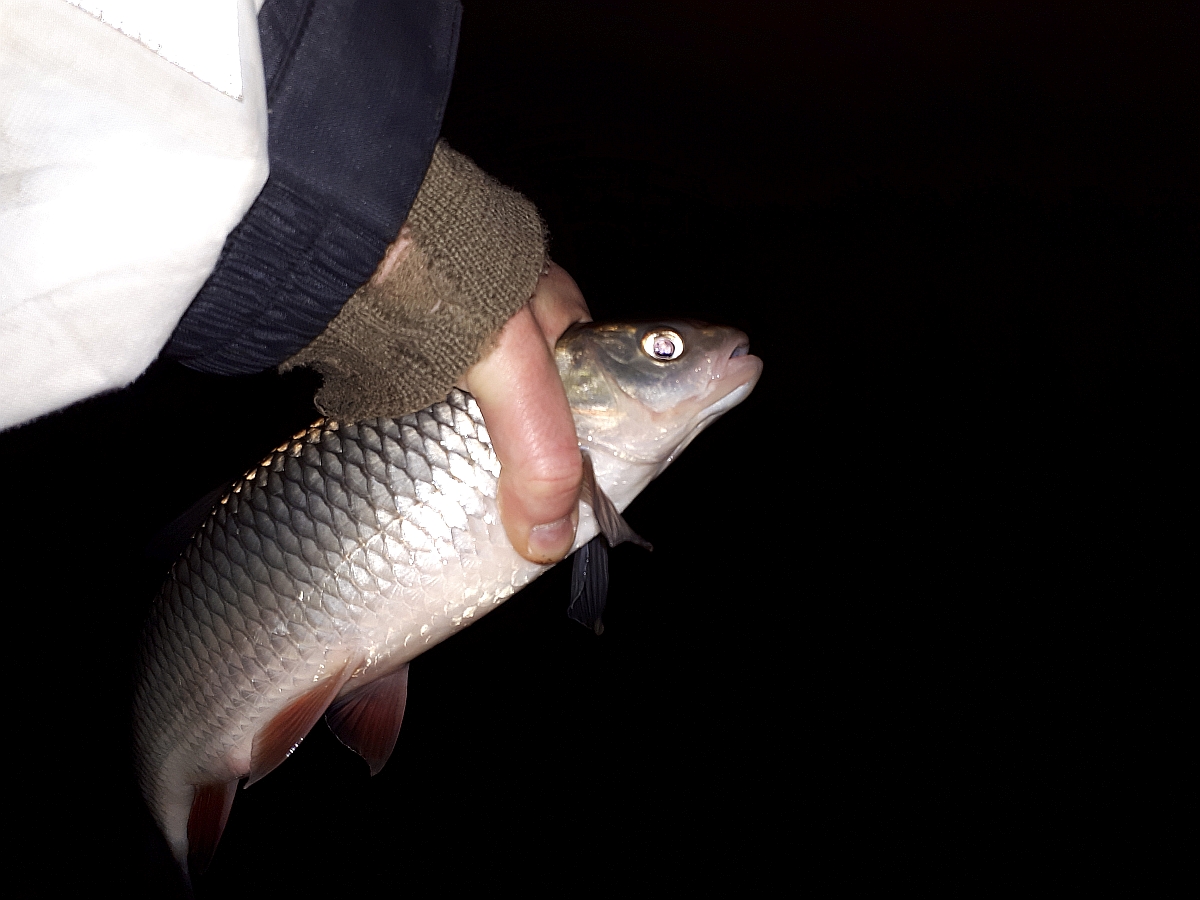 Shrap-Drakers.pl | Shrap Drakers Fishing | Wędkarstwo 