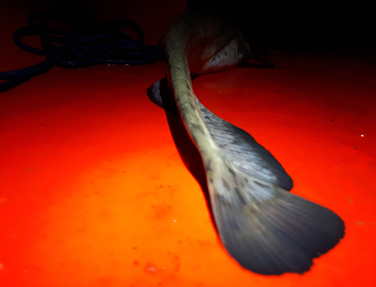 Shrap-Drakers.pl | Shrap Drakers Fishing | Wędkarstwo 