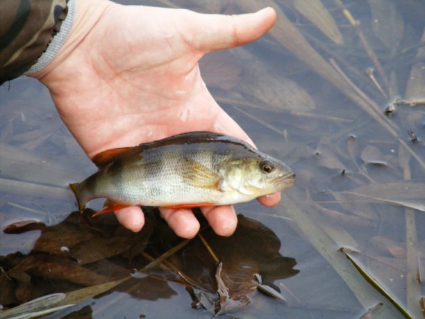 Shrap-Drakers.pl | Shrap Drakers Fishing | Wędkarstwo 