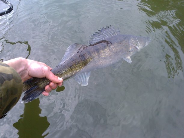 Shrap-Drakers.pl | Shrap Drakers Fishing | Wędkarstwo 