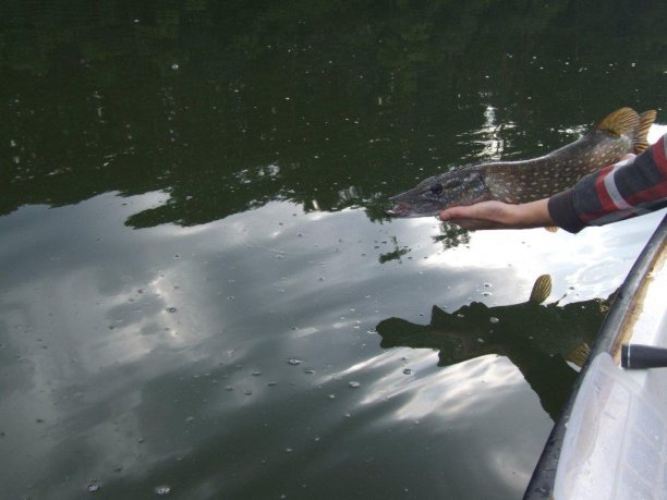Shrap-Drakers.pl | Shrap Drakers Fishing | Wędkarstwo 