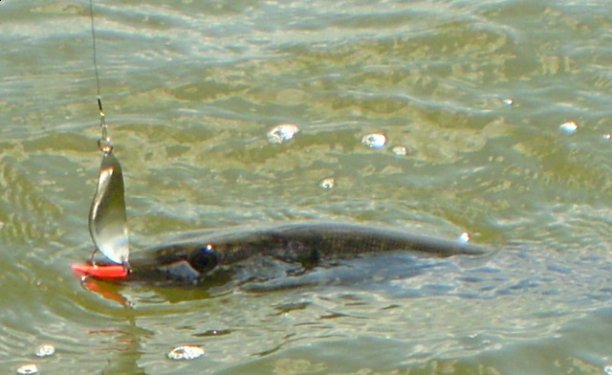 Shrap-Drakers.pl | Shrap Drakers Fishing | Wędkarstwo 