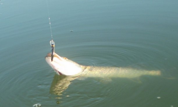 Shrap-Drakers.pl | Shrap Drakers Fishing | Wędkarstwo 