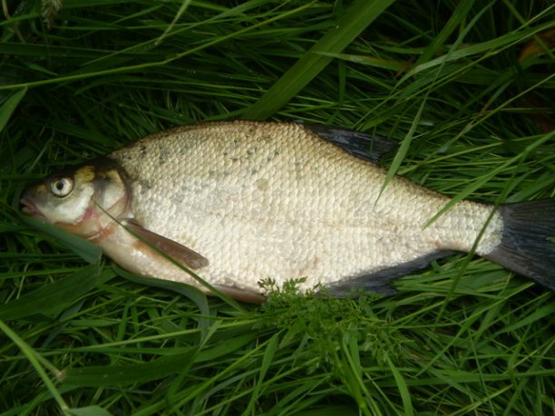 Shrap-Drakers.pl | Shrap Drakers Fishing | Wędkarstwo 