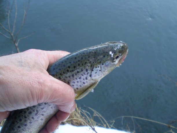 Shrap-Drakers.pl | Shrap Drakers Fishing | Wędkarstwo 