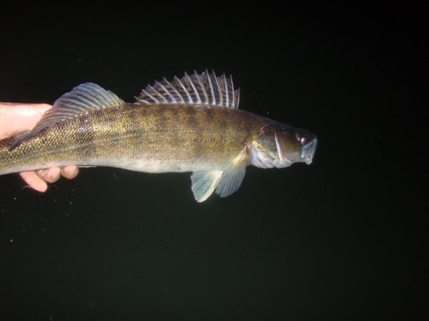 Shrap-Drakers.pl | Shrap Drakers Fishing | Wędkarstwo 