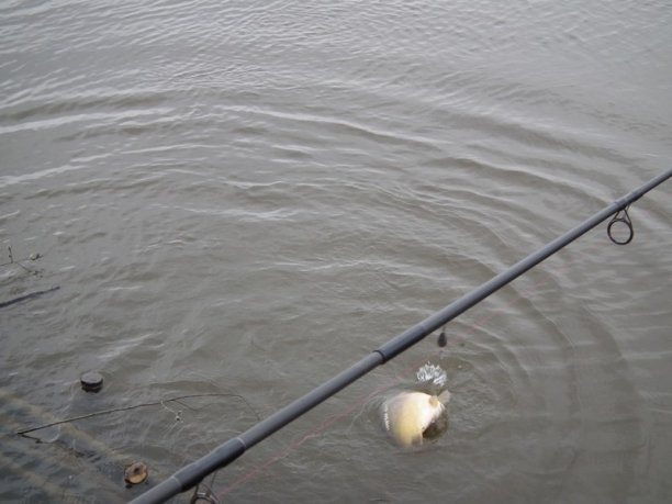 Shrap-Drakers.pl | Shrap Drakers Fishing | Wędkarstwo 