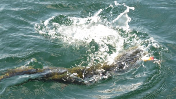 Shrap-Drakers.pl | Shrap Drakers Fishing | Wędkarstwo 